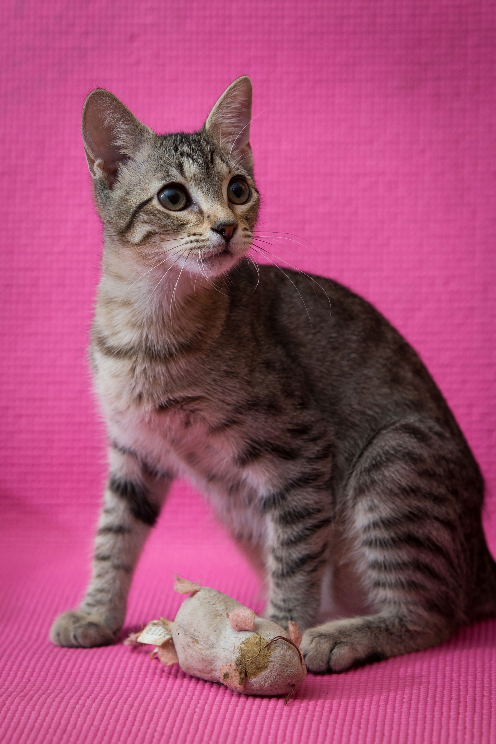 Cats For Adoption In Orange County Florida Alpha Paw