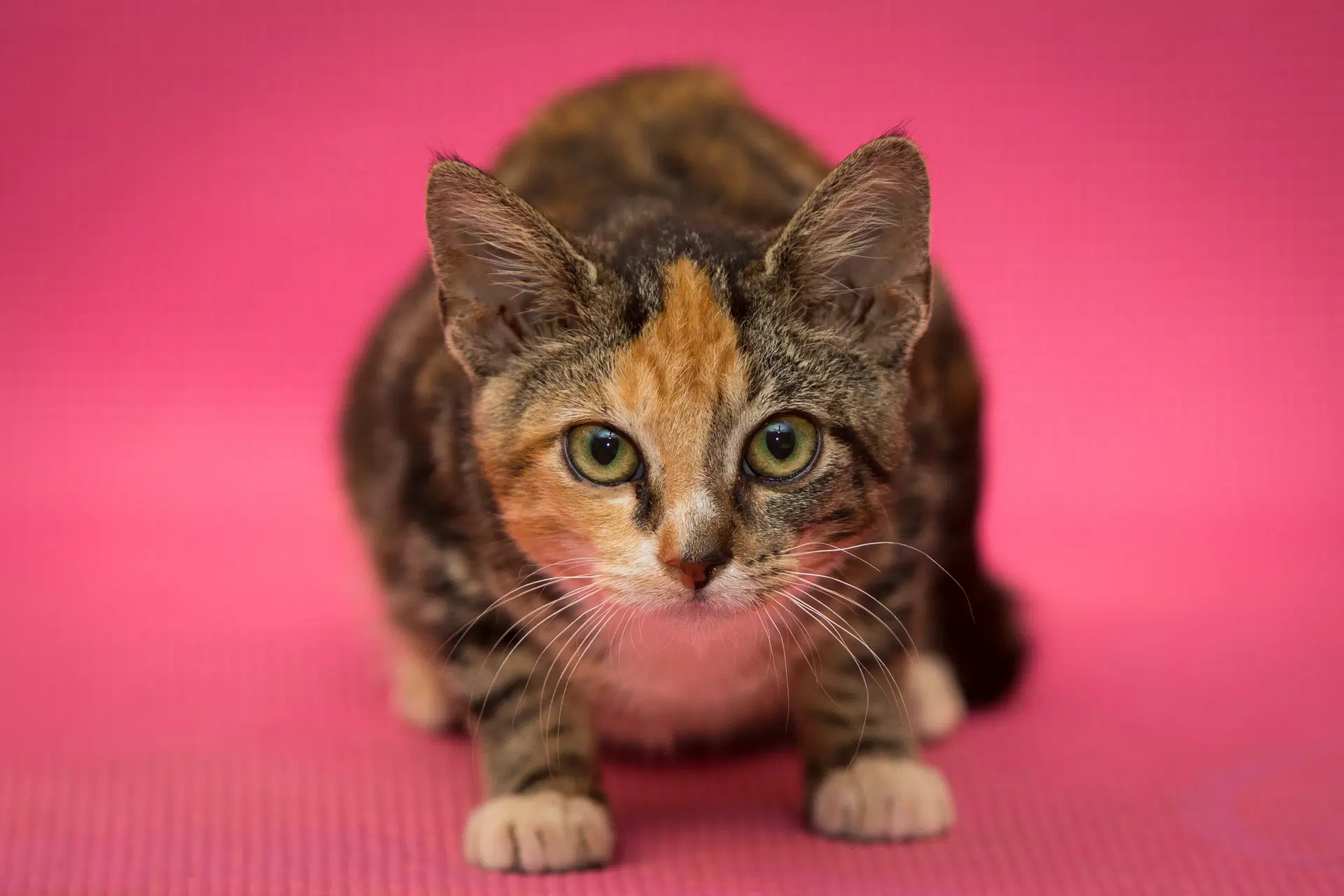 Elf - Domestic Short Hair