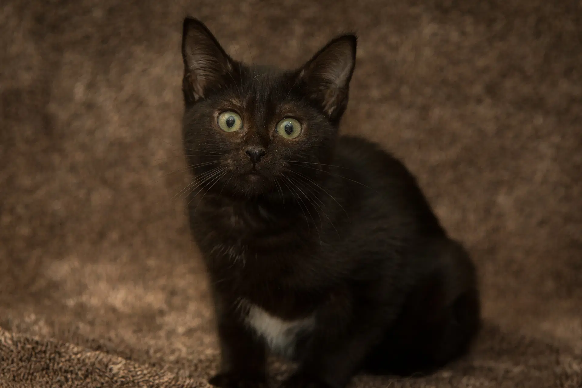Norma - Domestic Short Hair