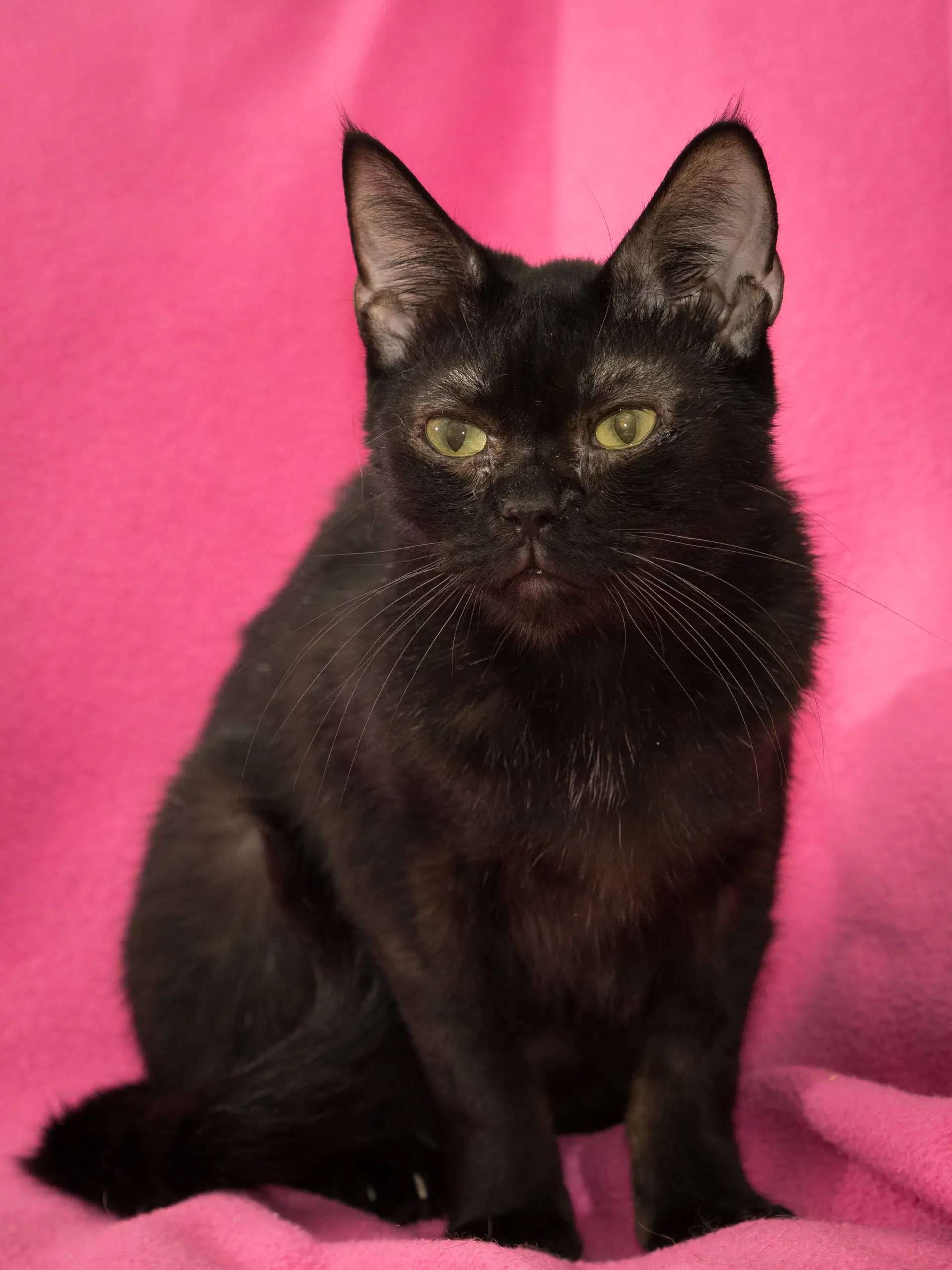 Tim - Domestic Short Hair