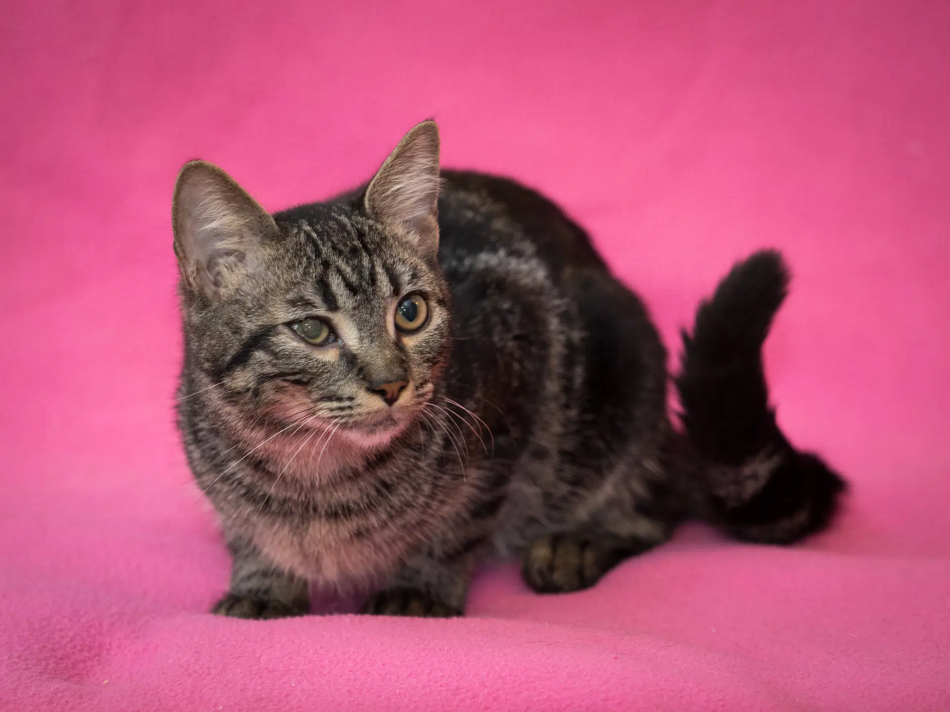 Dexter - Domestic Short Hair