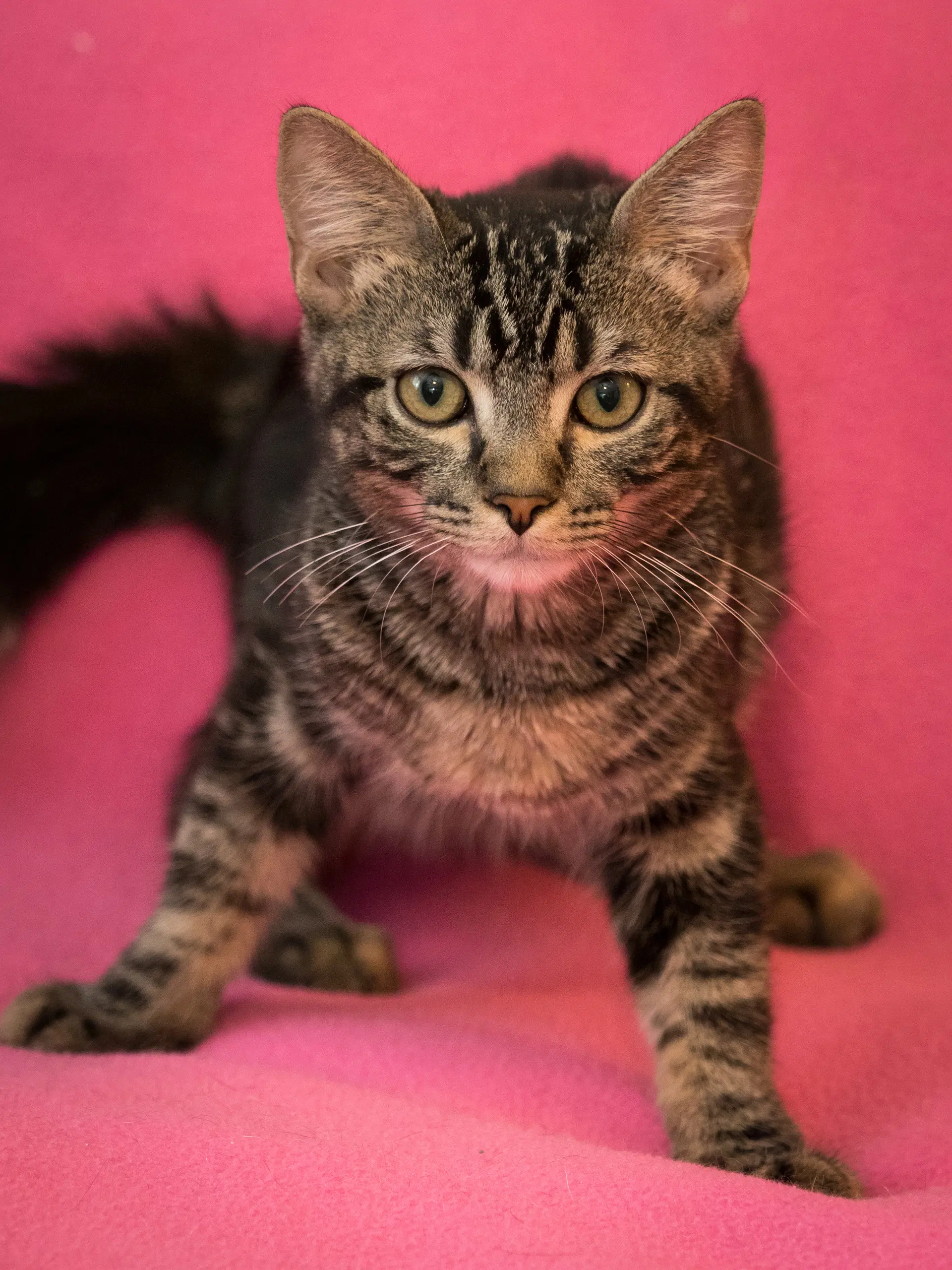 Barry - Domestic Short Hair