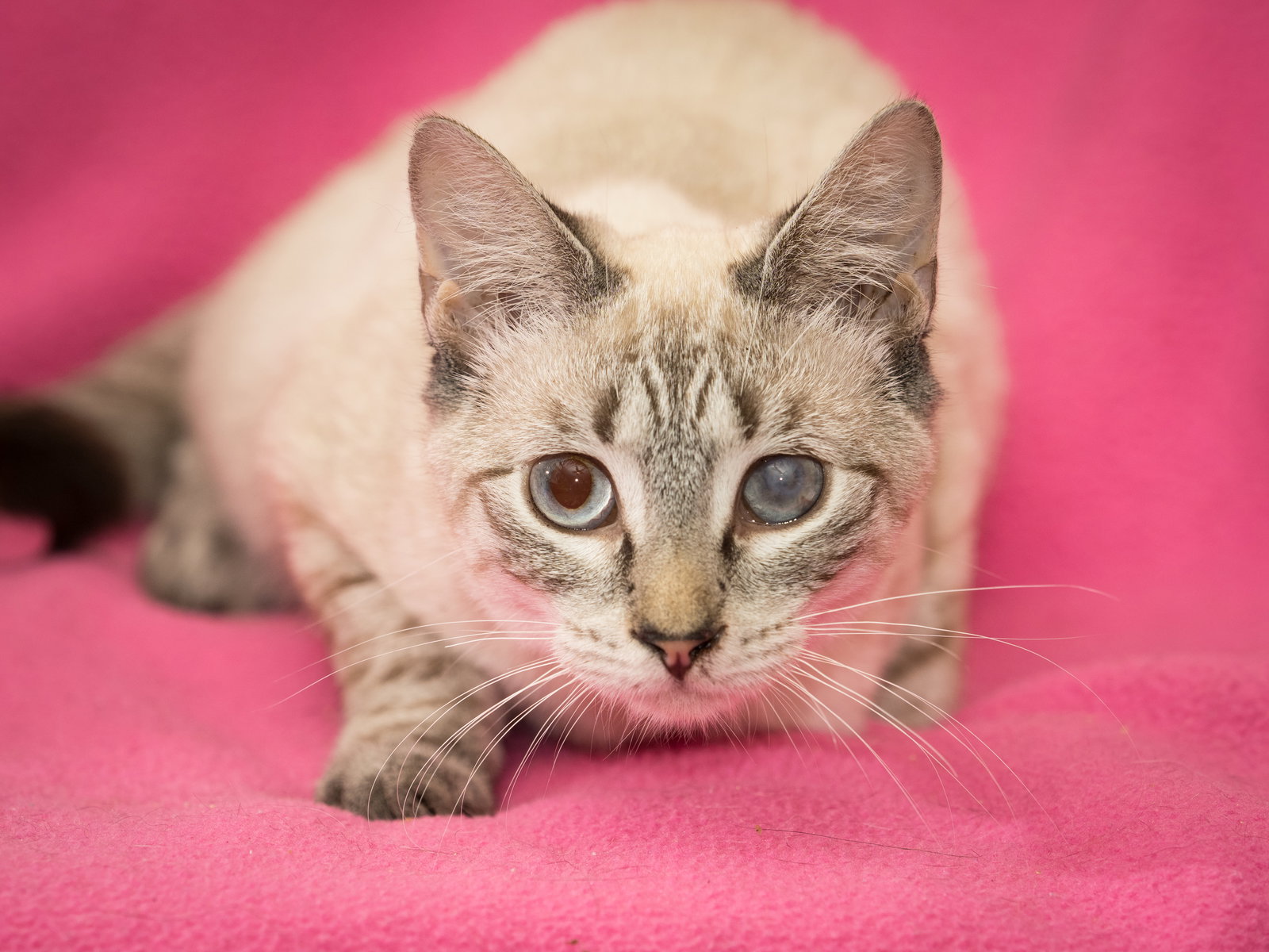 Asia, Domestic Short Hair