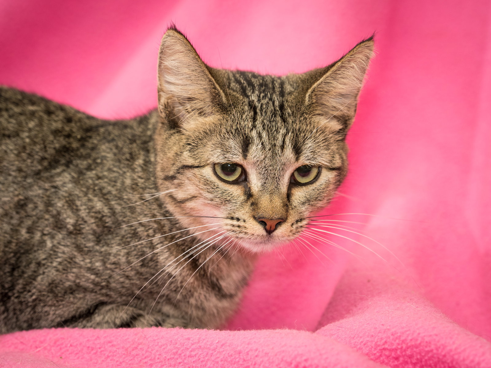 Irma, Domestic Short Hair