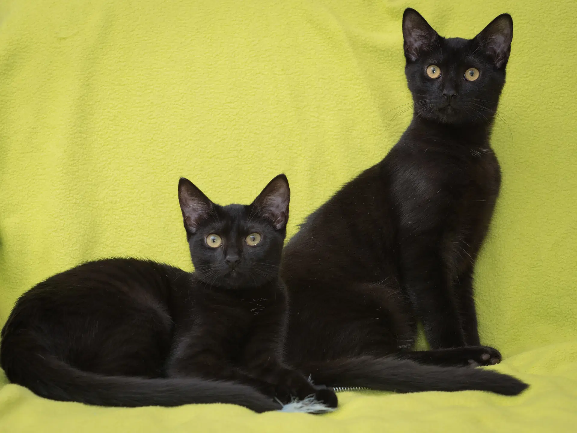 Hamlin - Domestic Short Hair