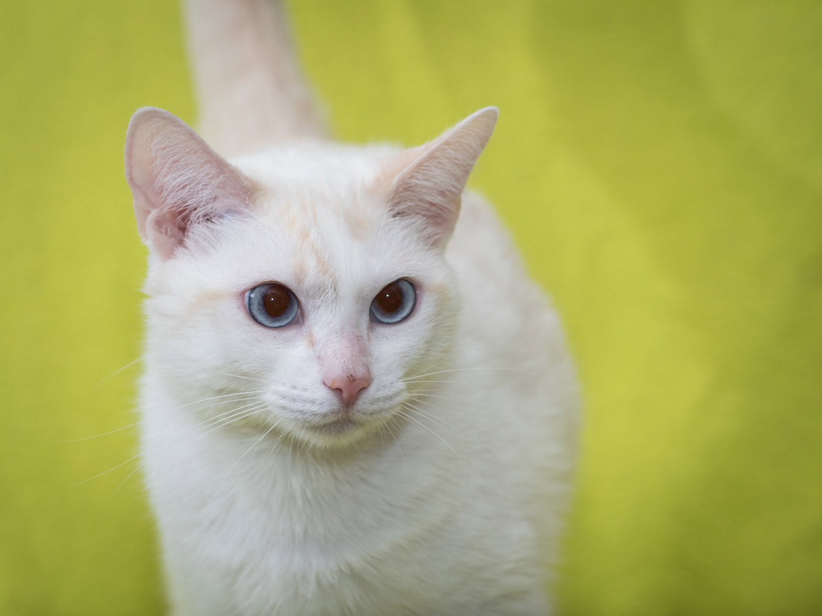 Lily, Domestic Short Hair
