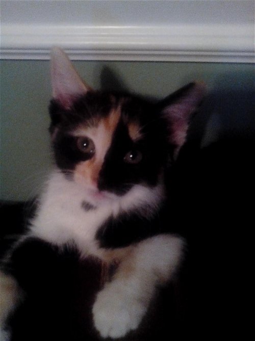 Pica the Sweet Calico