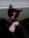 Pica the Sweet Calico