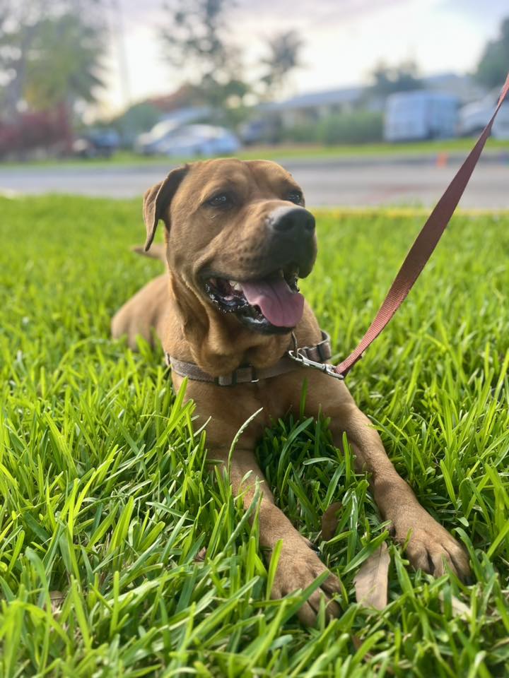 adoptable Dog in Fort Lauderdale, FL named Chester