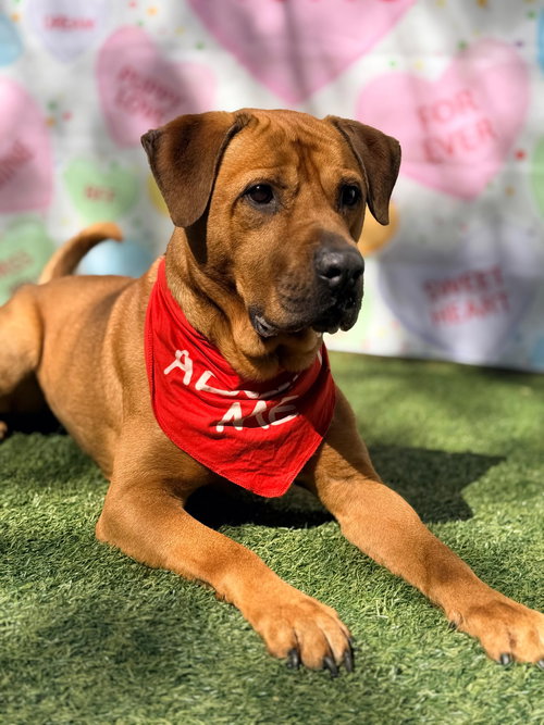 CHESTER - Labrador Retriever / Shar Pei available for adoption