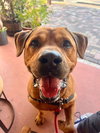 Chester - Photo 1