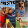 Chester - Photo 25