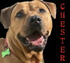 Chester - Photo 20
