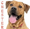 Chester - Photo 19