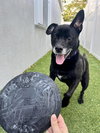 Sadie - Photo 2