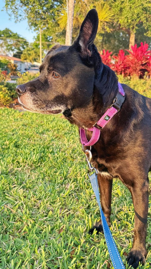 Sadie, an adoptable Labrador Retriever in Pompano Beach , FL
