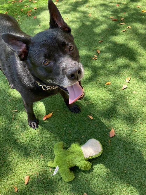 Sadie, photo 25