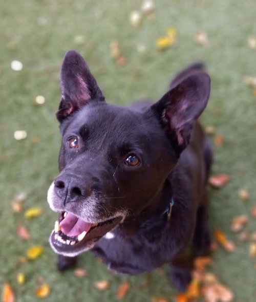 Sadie, photo 24