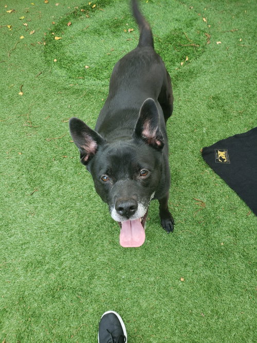 Sadie, photo 21