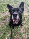 Sadie - Photo 19