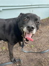 Sadie - Photo 22