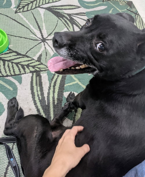Sadie, photo 18