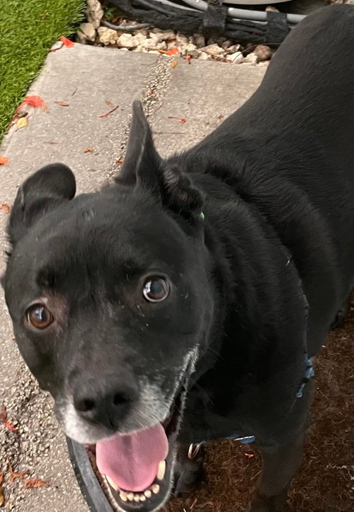 Sadie, photo 16