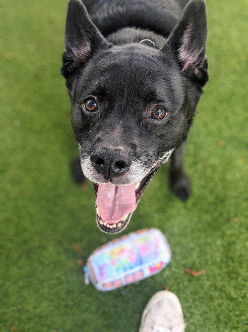 Sadie, photo 15
