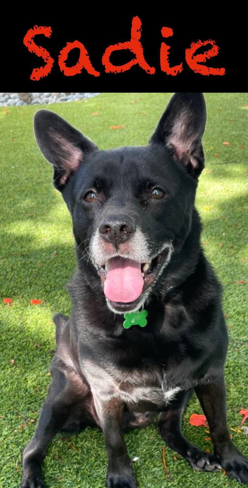 Sadie, photo 14