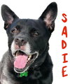 Sadie - Photo 12