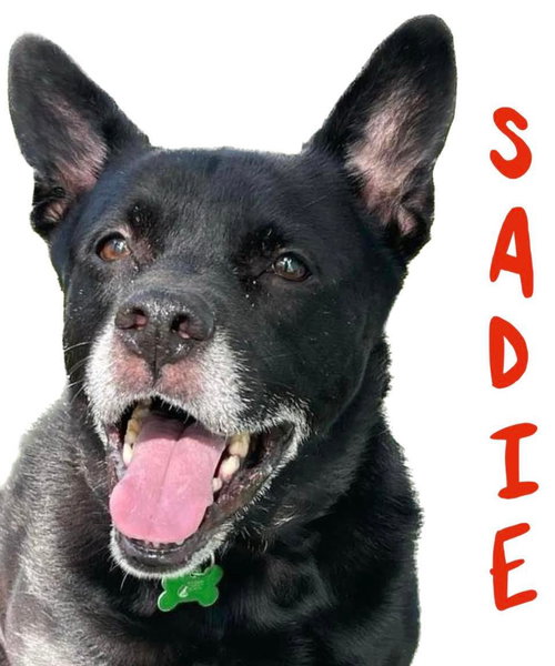 Sadie, photo 12