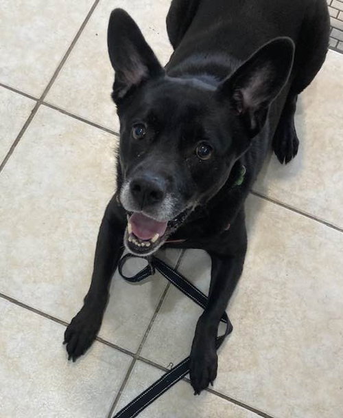 Sadie, photo 11