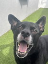 Sadie - Photo 9