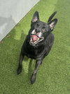 Sadie - Photo 10
