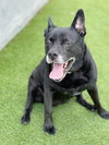 Sadie - Photo 6