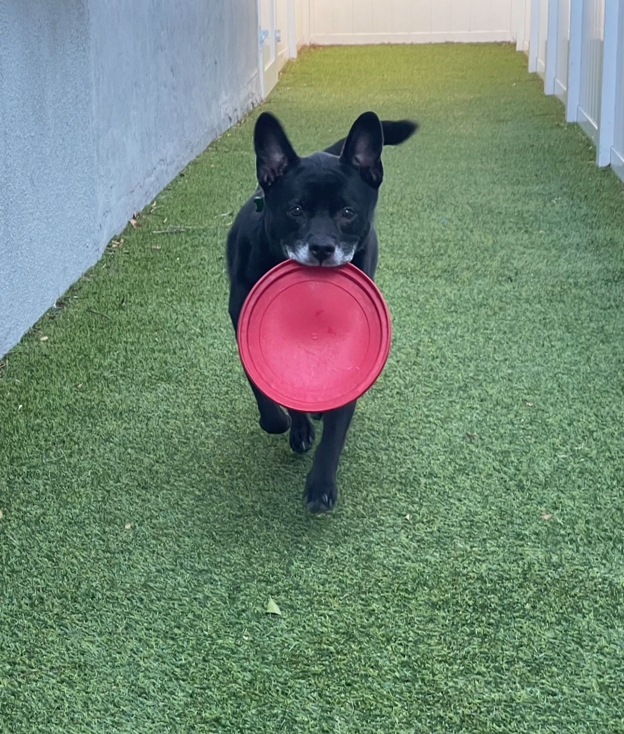 adoptable Dog in Fort Lauderdale, FL named Sadie