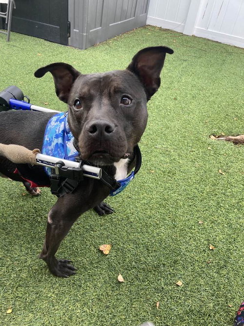 KELLY CLARKSON - Terrier available for adoption