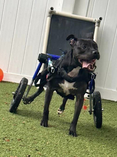 adoptable Dog in Fort Lauderdale, FL named Kelly Clarkson