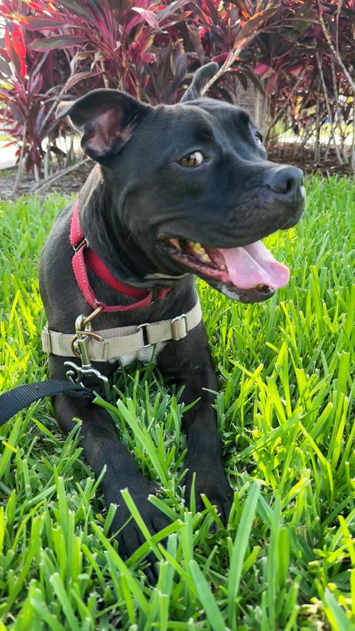 Elliot, photo 13