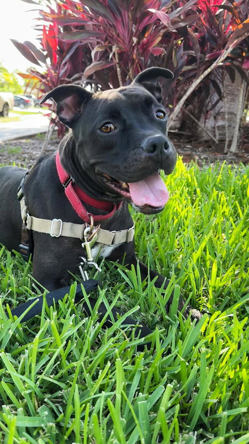 Elliot, photo 14