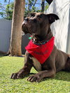 Elliot - Photo 4