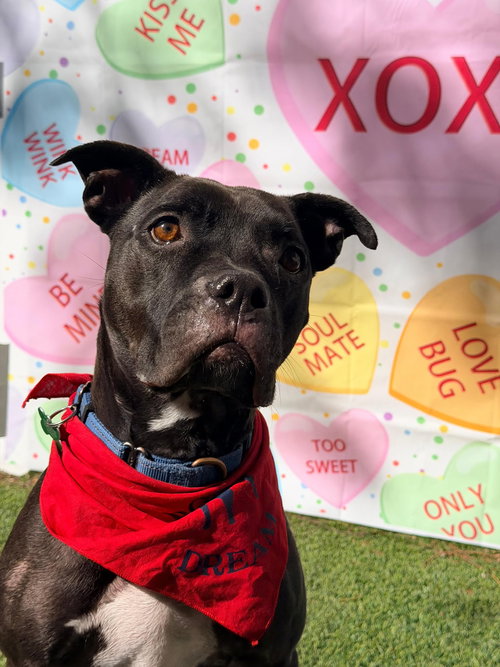 ELLIOT - Pit Bull Terrier available for adoption