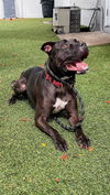 adoptable Dog in Fort Lauderdale, FL named Elliot