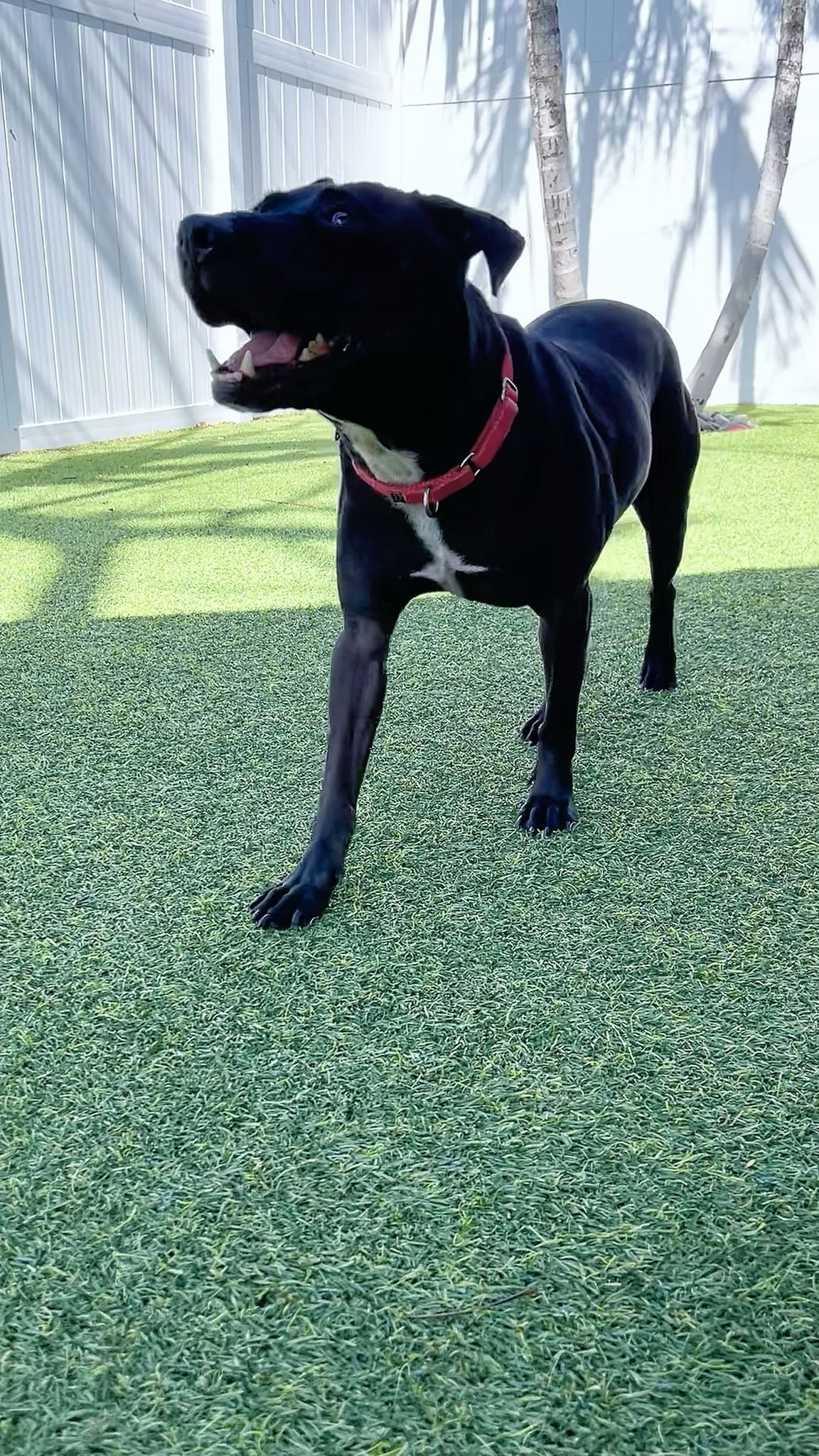adoptable Dog in Fort Lauderdale, FL named Batman