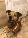 adoptable Dog in Fort Lauderdale, FL named Tesla