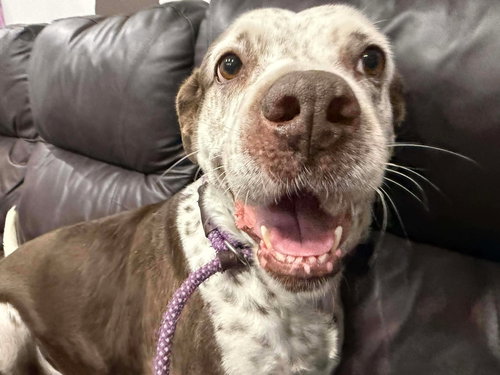 Hayden, an adoptable Terrier in Pompano Beach , FL