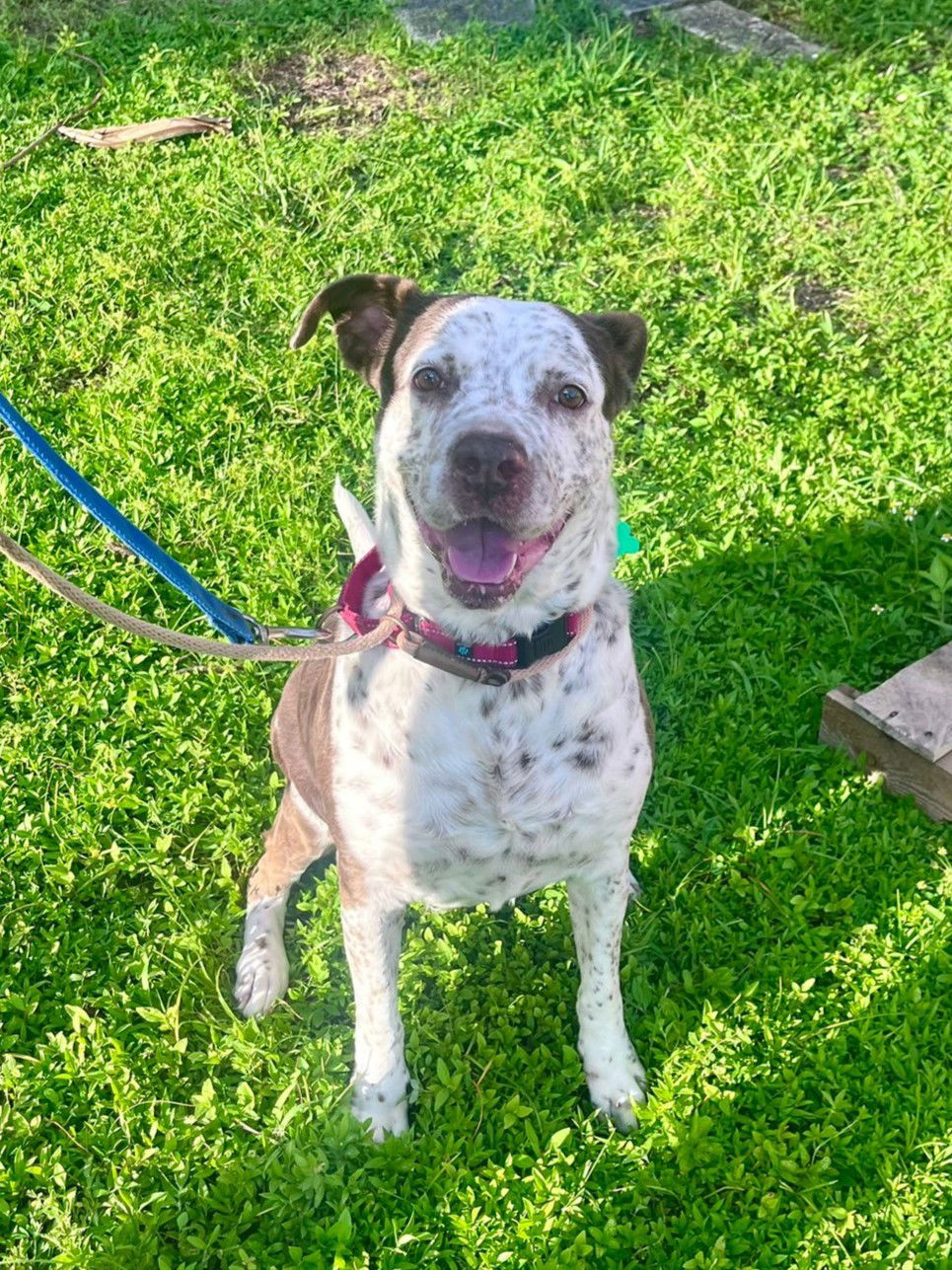 adoptable Dog in Fort Lauderdale, FL named Hayden