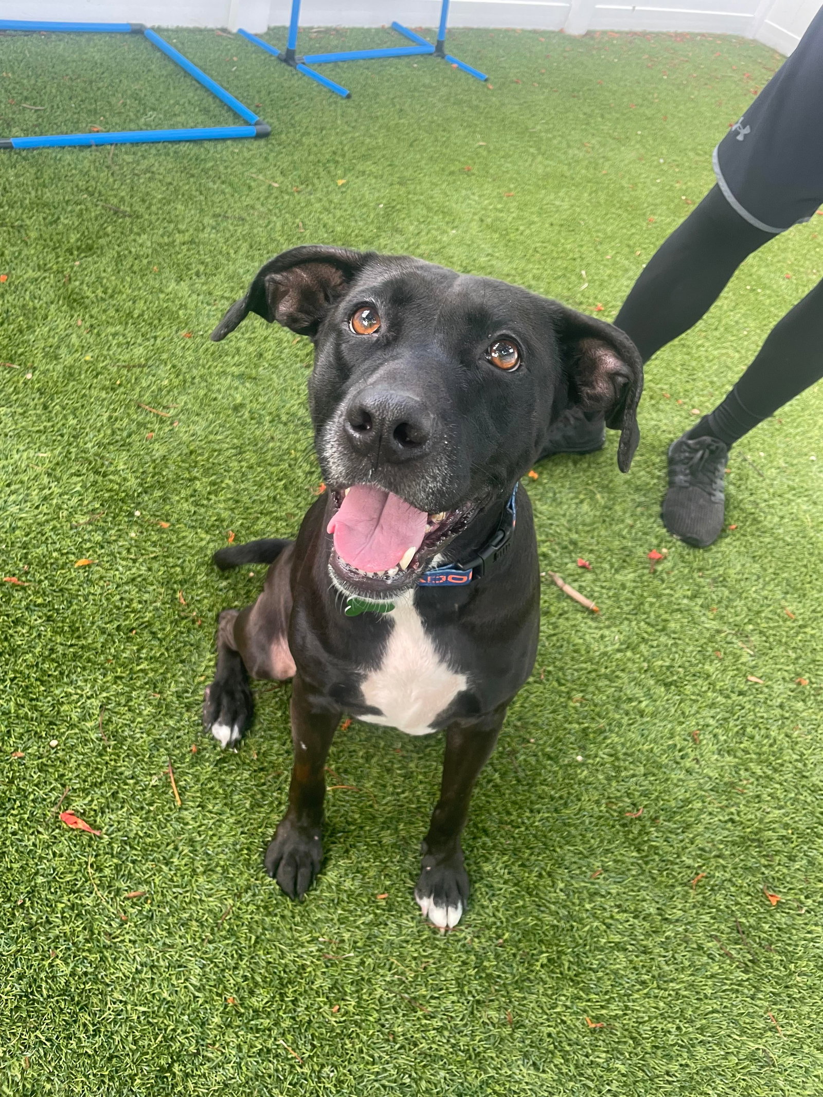 Dog for Adoption Hershey, a Labrador Retriever in Okeechobee, FL