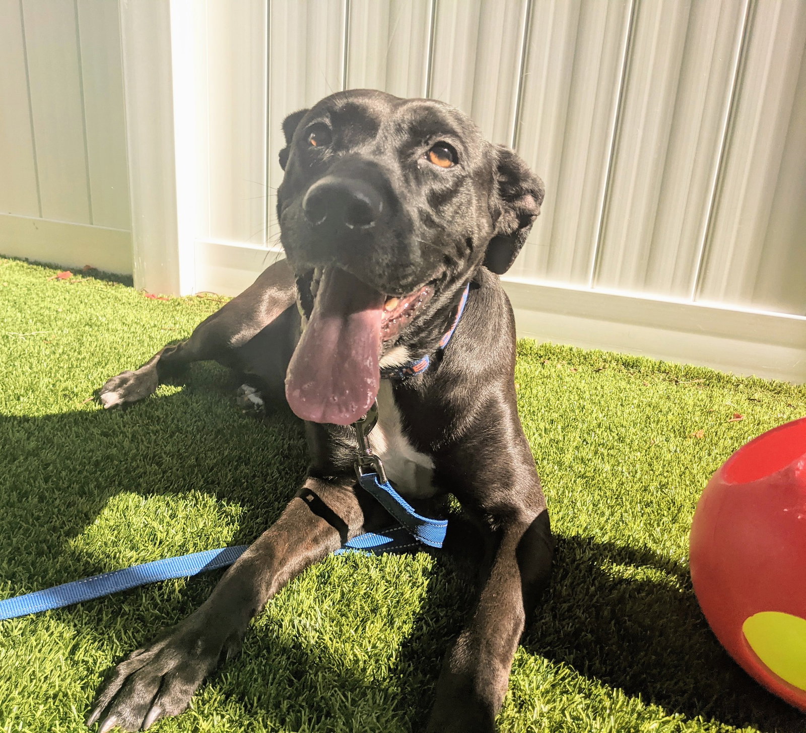 Dog for Adoption Hershey, a Labrador Retriever in Okeechobee, FL