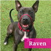 Raven - Photo 17